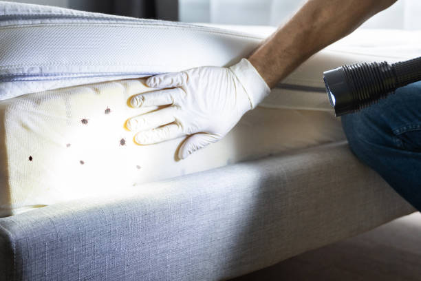 Best Local Pest Control Services  in Woodside, PA