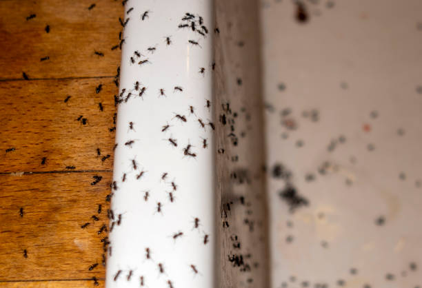 Best Termite Control Services  in Woodside, PA